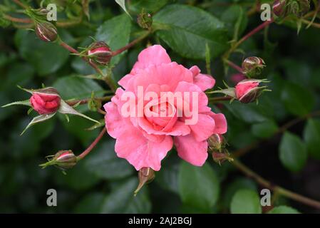 Belle fleur de Kordes rose rose Bad Birnbach avec bourgeons dans un jardin avec fond vert foncé Banque D'Images