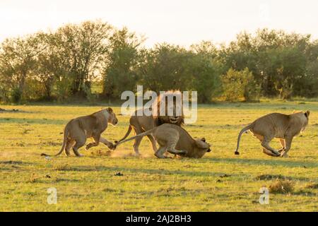 Un lion masculin combattant avec des lions sous-adultes de la fierté de leur enseigner une leçon pendant un safari sauvage à l'intérieur de la Réserve nationale de Masai Mara Banque D'Images