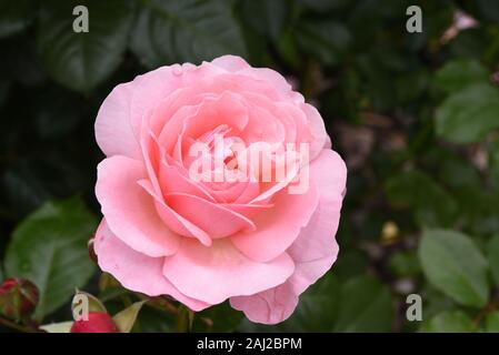 Belle fleur de Kordes rose clair Flora Olomouc Kölner Flora dans un jardin à fond vert foncé Banque D'Images