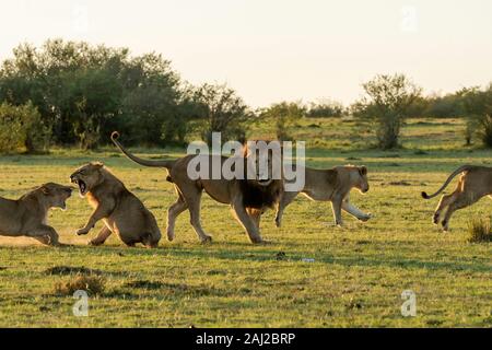 Un lion masculin combattant avec des lions sous-adultes de la fierté de leur enseigner une leçon pendant un safari sauvage à l'intérieur de la Réserve nationale de Masai Mara Banque D'Images