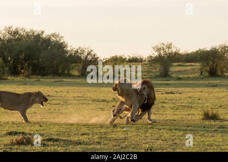 Un lion masculin combattant avec des lions sous-adultes de la fierté de leur enseigner une leçon pendant un safari sauvage à l'intérieur de la Réserve nationale de Masai Mara Banque D'Images