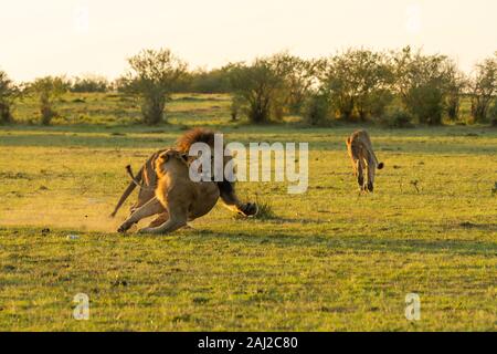 Un lion masculin combattant avec des lions sous-adultes de la fierté de leur enseigner une leçon pendant un safari sauvage à l'intérieur de la Réserve nationale de Masai Mara Banque D'Images