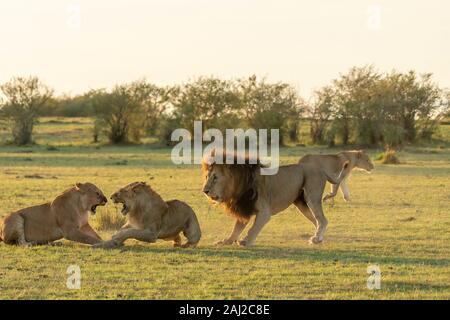 Un lion masculin combattant avec des lions sous-adultes de la fierté de leur enseigner une leçon pendant un safari sauvage à l'intérieur de la Réserve nationale de Masai Mara Banque D'Images