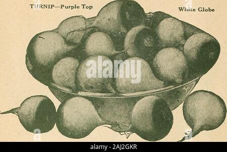Vaughan jardinant illustré .  ?2 - catalogue Magasin de semences Lehinch Lodge Chicago et New ork-navet Blanc Violet haut monde. À propos de la première vache navets d'août dans le sol riche, finement travaillé, et dans drillsfifteen pouces à part et un demi-pouce de profondeur ; fines selon l'varietyand restez à l'écart des mauvaises herbes, ce qui permet les navets beaucoup de place. Les rutabagas ou les Suédois ont besoin d'un allongement de la saison de navets. Fortable, elles conservent généralement mieux et sont légèrement mieux thanthe à saveur de navet. Ils sont aussi une excellente culture d'augmenter les rendements pour l'engraissement de bovins;sont lourds et la valeur nutritive élevée. Semer à propos de Mar Banque D'Images
