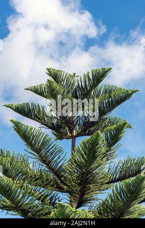 Araucaria columnaris pin cook contre ciel nuageux. Banque D'Images