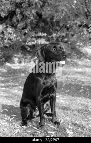 Au cours de formation en plein air, contre un flou, doux, arrière-plan, un Labrador s'assoit, sa curiosité fixé sur quelque chose qu'elle trouve intéressant. Banque D'Images