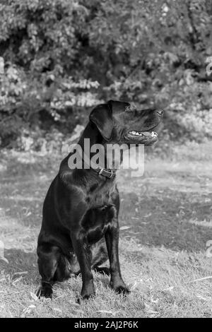 Contre un flou et la lumière du soleil, douce, arrière-plan, une femelle labrador est assis patiemment, tranquillement se concentrer, un attendant son prochain formateur commande. Banque D'Images