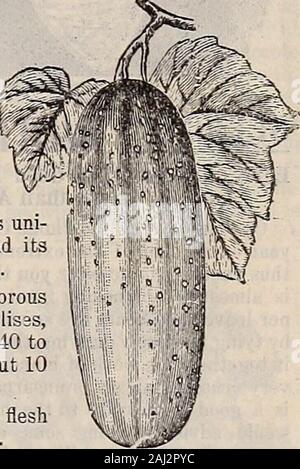 Livingston's seeds : 1902 'true blue' assemblée . Green prolifique. Banque D'Images