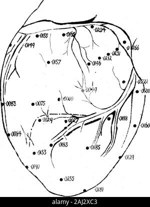 Le processus d'excitation dans le coeur du chien Partie II Les ventricules . Banque D'Images