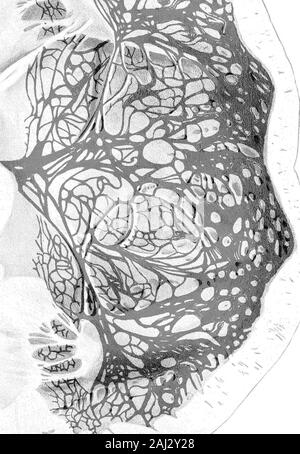 Le processus d'excitation dans le coeur du chien Partie II Les ventricules . Banque D'Images