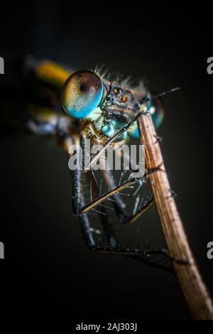 Willow emerald libellule posée sur la paille sèche. Extreme close up avec l'accent sur les jambes et les yeux composés. Reflet métallique colorée du thorax et de la tête. Banque D'Images