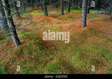 Les aiguilles des conifères jonchent le sol des forêts, la mise en caisse l'impression d'un tapis très doux en bois près de Sheffield Greno Banque D'Images