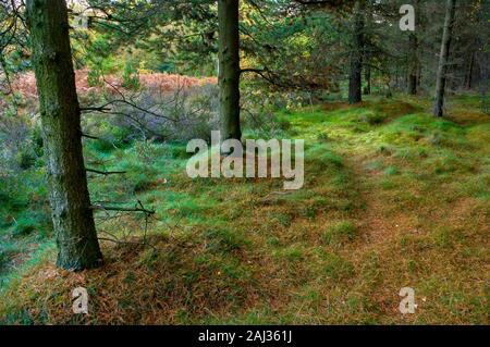 Les aiguilles des conifères jonchent le sol des forêts, la mise en caisse l'impression d'un tapis très doux en bois près de Sheffield Greno Banque D'Images