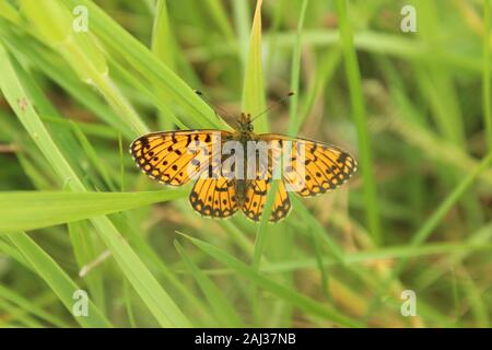 Femme Pearl-bordé fritillary (Boloria euphorosyne) reposant sur un brin d'herbe dans l'Ecosse Dunkeld Banque D'Images