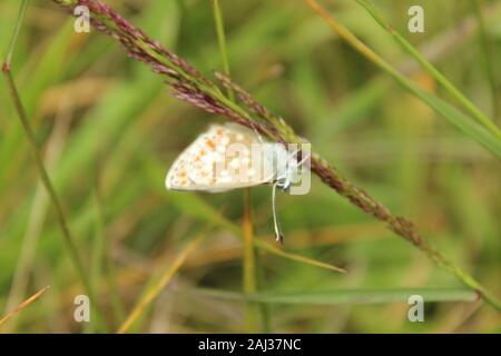 Le nord de l'Argus Brun Aricia artaxeres (papillon) reposant sur une tige d'herbe dans les prairies naturelles et rock-rose Juillet Ecosse Dunkeld habitat Banque D'Images