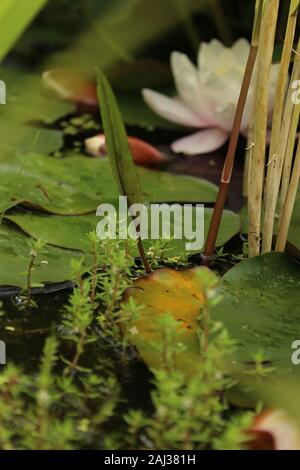 Photographie d'un étang de la rédaction d'un nénuphar rose (Nymphaea) étang de roseaux et de nénuphars et de mauvaises herbes Banque D'Images