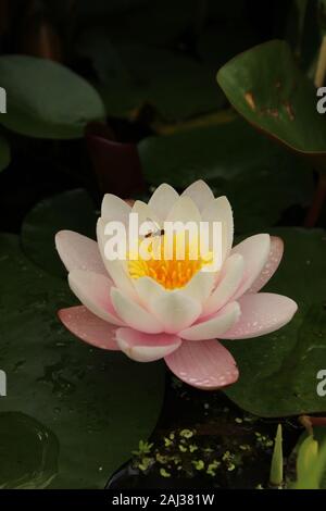 Hover fly (Syrphidae) reposant sur un nénuphar rose clair (Nymphaea) dans un étang Banque D'Images