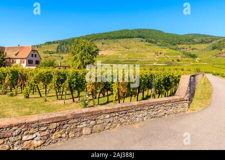 Route le long des vignes à Kaysersberg, village pittoresque des vins d'Alsace, France Banque D'Images