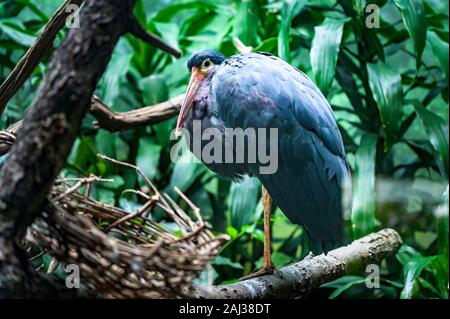 Grand oiseau gris bleu avec un long bec rouge orange, perché sur son nid à côté de la direction générale Banque D'Images