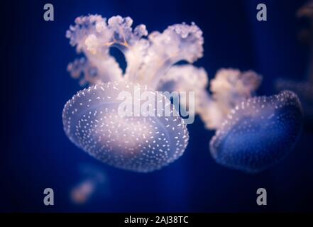 Phyllorhiza punctata - White Spotted Méduses, également connu sous le nom de l'Australian repéré des méduses. Banque D'Images