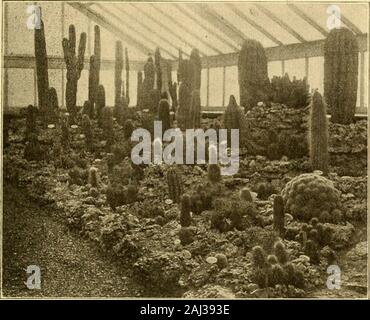 La fleuriste américain : un journal hebdomadaire pour le commerce . Un peloton d'EXÉCUTION AU SHOOT/NG TOURNAMENT à Dayton. (Go6 l'American Fleuriste. 267. Cactus AU JARDIN BOTANIQUE DU MISSOURI,Fig. 1.-Un groupe de cereuses. ST. LOUIS, MO. différentes maisons en hiver et outsidein d'appoint en été dans le jardin. Le genre cereus se compose de quelques 200 espèces différentes qui sont distributedover les régions tropicales et tempérées de l'Amérique, s'étendant à l'Galapagosor Îles tortue, 200 milles au large de thecoast du Pérou. Dans ces îles Dar-win a trouvé plusieurs sortes de petits cereus,certains d'entre eux de plus en plus près de la neige je Banque D'Images