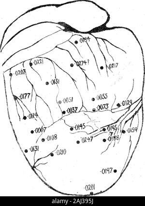 Le processus d'excitation dans le coeur du chien Partie II Les ventricules . Banque D'Images