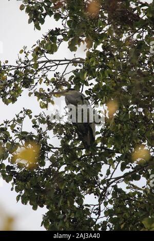 Héron cendré (Ardea) cinereal prête à se percher dans un arbre à travers le feuillage d'automne jaune par Melville étang à St Andrews Banque D'Images