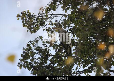 Héron cendré (Ardea) cinereal prête à se percher dans un arbre à travers le feuillage d'automne jaune par Melville étang à St Andrews Banque D'Images