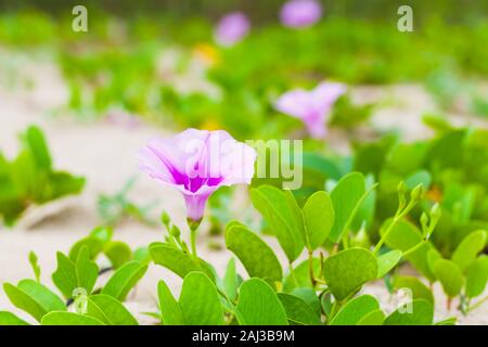 Fleur Rose de Convolvulus arvensis ou liseron des champs. C'est une espèce de liseron des champs c'est dans l'Est et rhizomateuse matin gloire famille Convolvulace Banque D'Images