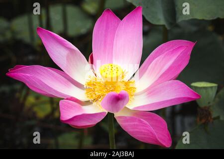 Lotus nénuphar rose ou fleur. Photo en gros plan avec soft focus sélectif Banque D'Images