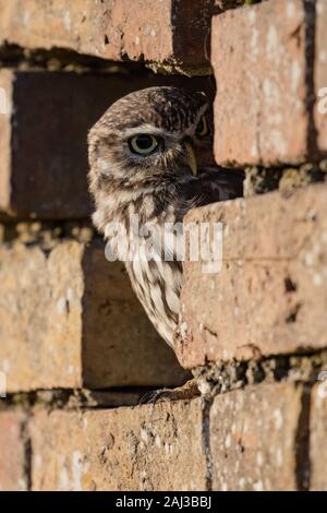 Petit Hibou, perché dans le trou du mur de briques, Effraie des clochers, Gloucester Centre Banque D'Images