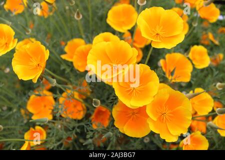 Des coquelicots orange et jaune de Californie (Eschschozia californica) photographiés d'en haut en été Banque D'Images