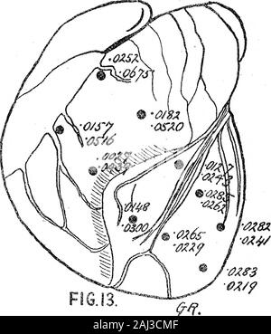 Le processus d'excitation dans le coeur du chien Partie II Les ventricules . Banque D'Images