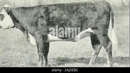 Album géographique : La France . ^^-*". ou lune ou lautre des teintes principaleszèbre la peau. La vache normande, à la petite tèteplus à lencolure, plus épaisse, estmassive de corps : cest la plus admirablebête laitière quil y ait dans notre pnys. Onvoit, en étudiant les formes de la génissede two years représentée ici. combien lesanimaux normands de racc are bovine corpulence debelle et vigoreusemenl mem-bres dès leurs premières années. Banque D'Images