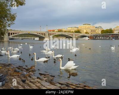 Les cygnes et canards se nourrir près de la rivière Vltava à Prague Banque D'Images