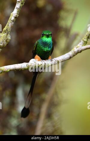 Démarré un racket-tail colibris (forêt amazonienne Banque D'Images