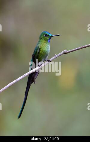 Un Long-tailed Sylph hummingbird in Peruvian cloudforest Banque D'Images