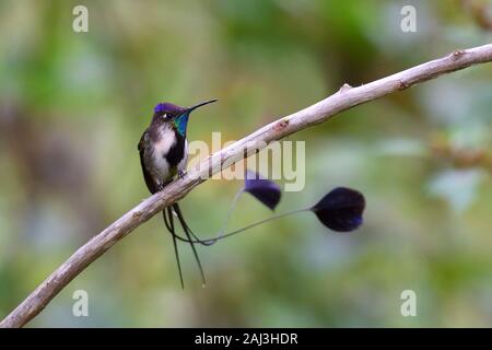 Un Colibri Hummingbird la plus rare et spectaculaire colibri au monde Banque D'Images