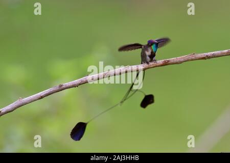 Un Colibri Hummingbird la plus rare et spectaculaire colibri au monde Banque D'Images