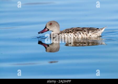 Sarcelle du Cap (Anas capensis), vue latérale d'un homme adulte dans l'eau, Western Cape, Afrique du Sud Banque D'Images