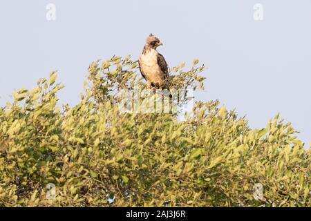 Wahlberg's Eagle (Hieraaetus wahlbergi), pâleur de la mue des profils perché sur un arbre, Mpumalanga, Afrique du Sud Banque D'Images