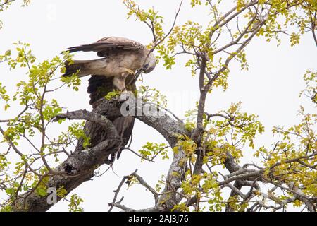 Wahlberg's Eagle (Hieraaetus wahlbergi), morph pâle branches rassemblement adultes pour son nid, Mpumalanga, Afrique du Sud Banque D'Images