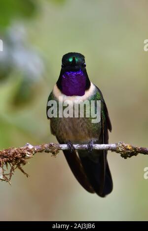 Amethyst-throated Sunangel cloudforest au Pérou Banque D'Images