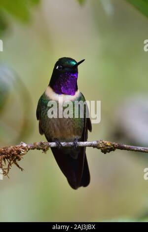 Amethyst-throated Sunangel cloudforest au Pérou Banque D'Images