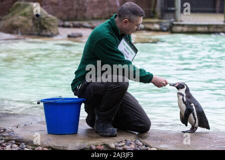 Londres, Royaume-Uni. 2 janvier, 2020. Une gardienne de chefs pingouins de Humboldt au cours de l'inventaire annuel au ZSL London Zoo. Tous les mammifères, d'oiseaux, reptiles, poissons et invertébrés est compté - un total de plus de 500 espèces différentes - dans le cadre d'une presque semaine de vérification exigée par le Zoo de conduire, avec les informations enregistrées puis partagées avec d'autres zoos via la base de données Espèces360. Credit : Mark Kerrison/Alamy Live News Banque D'Images