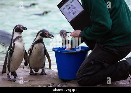 Londres, Royaume-Uni. 2 janvier, 2020. Une gardienne de chefs pingouins de Humboldt au cours de l'inventaire annuel au ZSL London Zoo. Tous les mammifères, d'oiseaux, reptiles, poissons et invertébrés est compté - un total de plus de 500 espèces différentes - dans le cadre d'une presque semaine de vérification exigée par le Zoo de conduire, avec les informations enregistrées puis partagées avec d'autres zoos via la base de données Espèces360. Credit : Mark Kerrison/Alamy Live News Banque D'Images