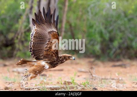 Aigle (Aquila rapax), des profils qui décolle du sol, Mpumalanga, Afrique du Sud Banque D'Images