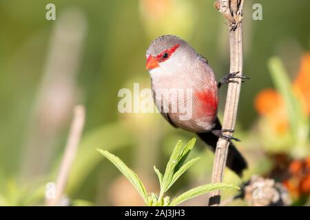 (Estrilda astrild Common Waxbill), vue de face d'un adulte perché sur une branche, Western Cape, Afrique du Sud Banque D'Images