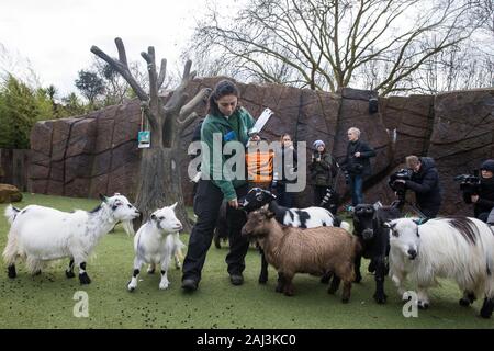 Londres, Royaume-Uni. 2 janvier, 2020. Un zookeeper rss chèvres pygmées au cours de l'inventaire annuel au ZSL London Zoo. Tous les mammifères, d'oiseaux, reptiles, poissons et invertébrés est compté - un total de plus de 500 espèces différentes - dans le cadre d'une presque semaine de vérification exigée par le Zoo de conduire, avec les informations enregistrées puis partagées avec d'autres zoos via la base de données Espèces360. Credit : Mark Kerrison/Alamy Live News Banque D'Images