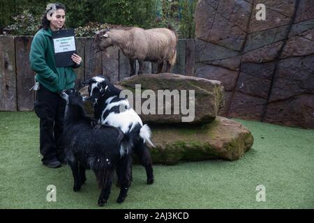 Londres, Royaume-Uni. 2 janvier, 2020. Un zookeeper rss chèvres pygmées au cours de l'inventaire annuel au ZSL London Zoo. Tous les mammifères, d'oiseaux, reptiles, poissons et invertébrés est compté - un total de plus de 500 espèces différentes - dans le cadre d'une presque semaine de vérification exigée par le Zoo de conduire, avec les informations enregistrées puis partagées avec d'autres zoos via la base de données Espèces360. Credit : Mark Kerrison/Alamy Live News Banque D'Images